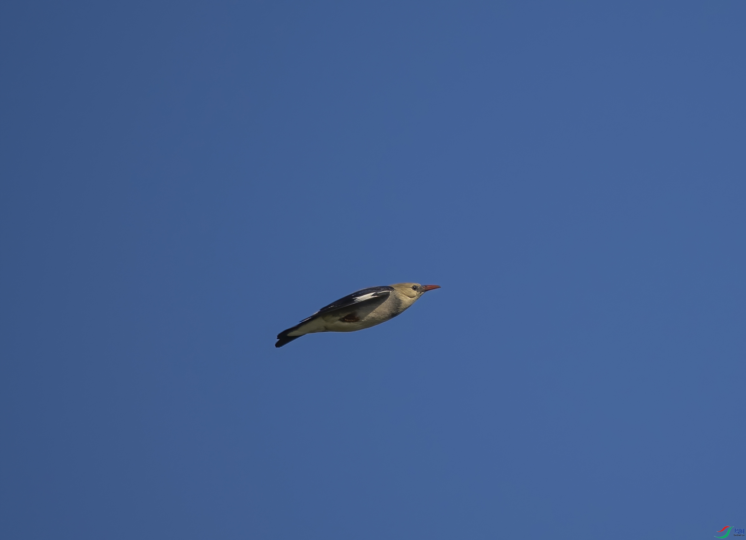 P6160545-DeNoiseAI-standard.jpg