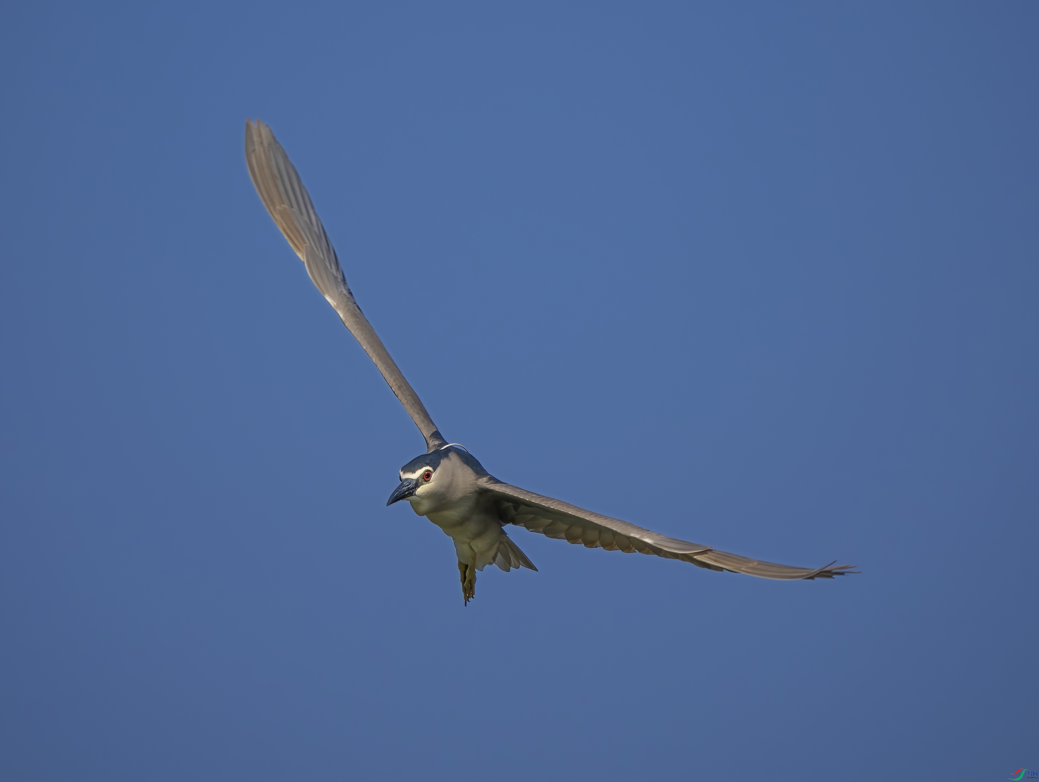 P6160348-DeNoiseAI-standard.jpg