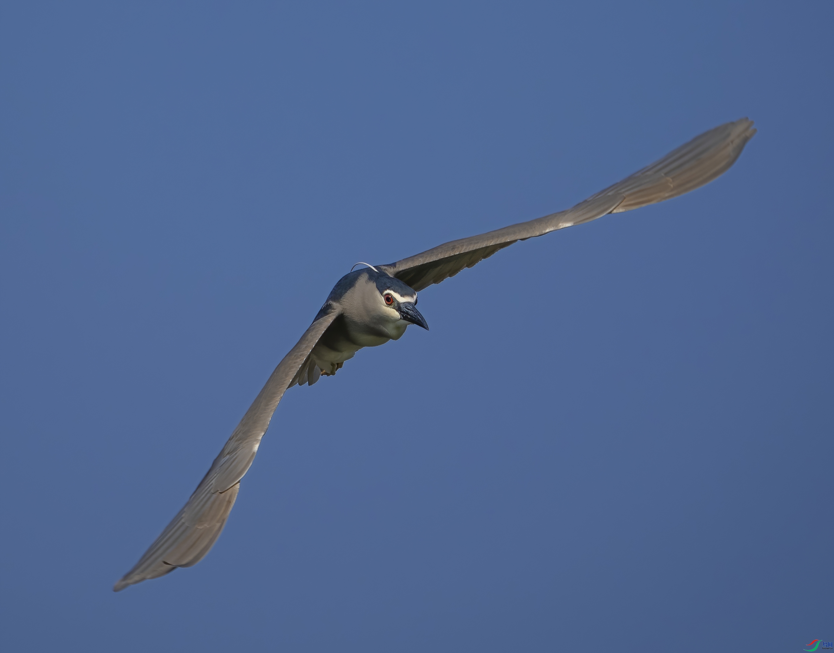 P6160349-DeNoiseAI-standard.jpg