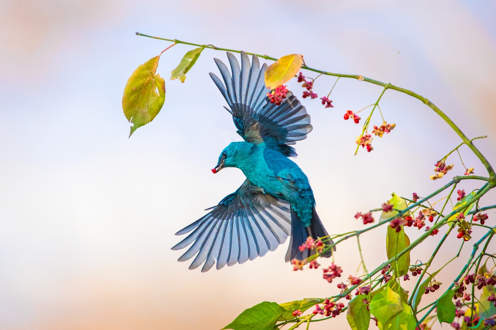 ��ƬDSC_0923.jpg