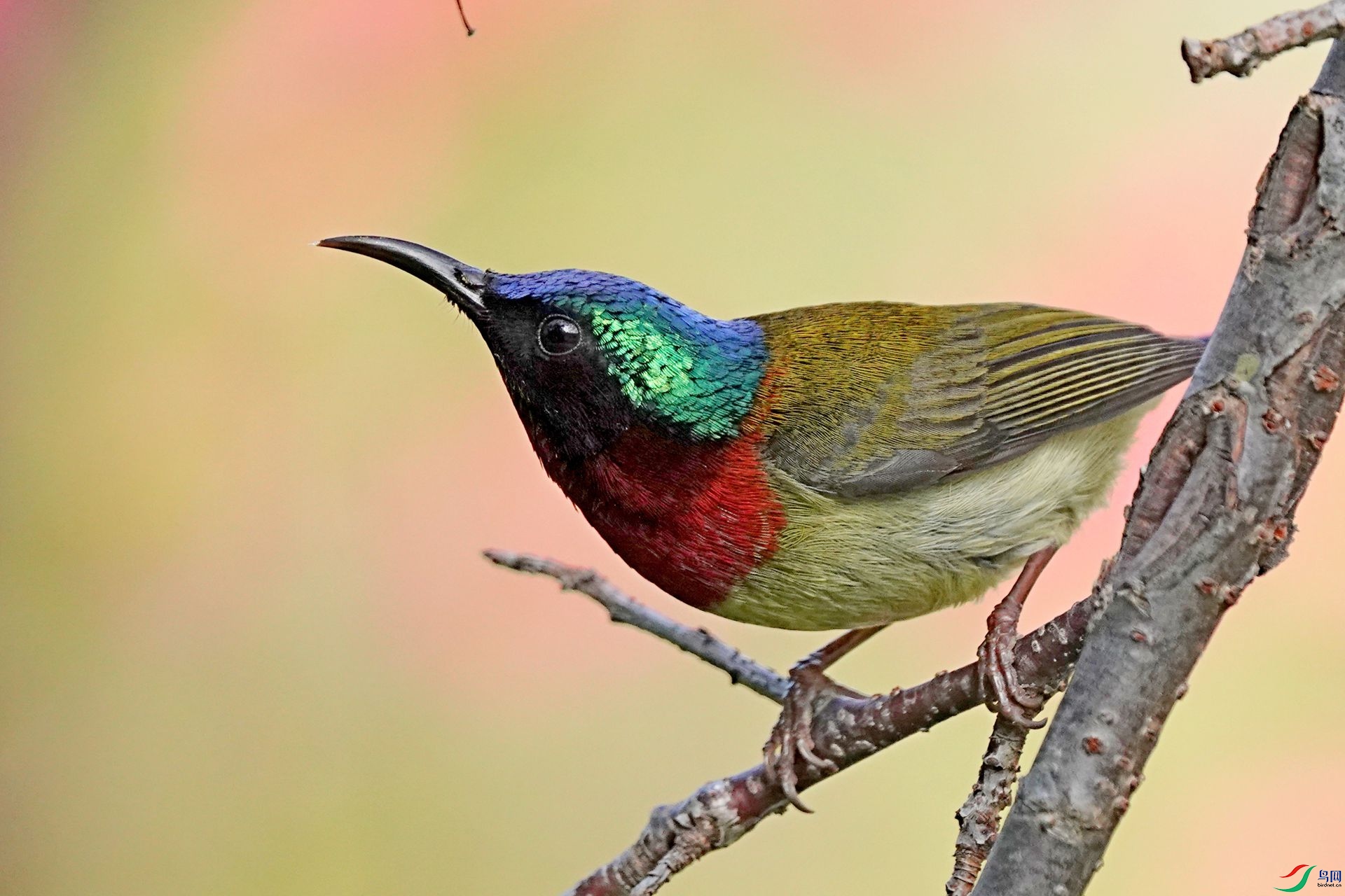 ��β̫������