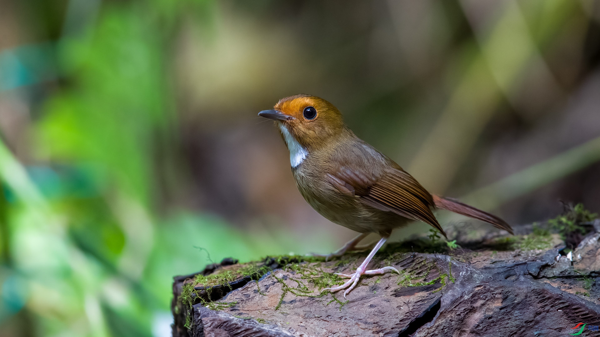 ��ü���O Rufous-browed Flycatcher