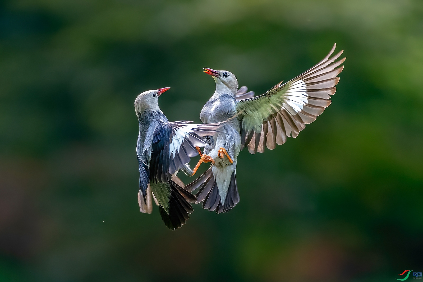 DSC_5724ABC.jpg