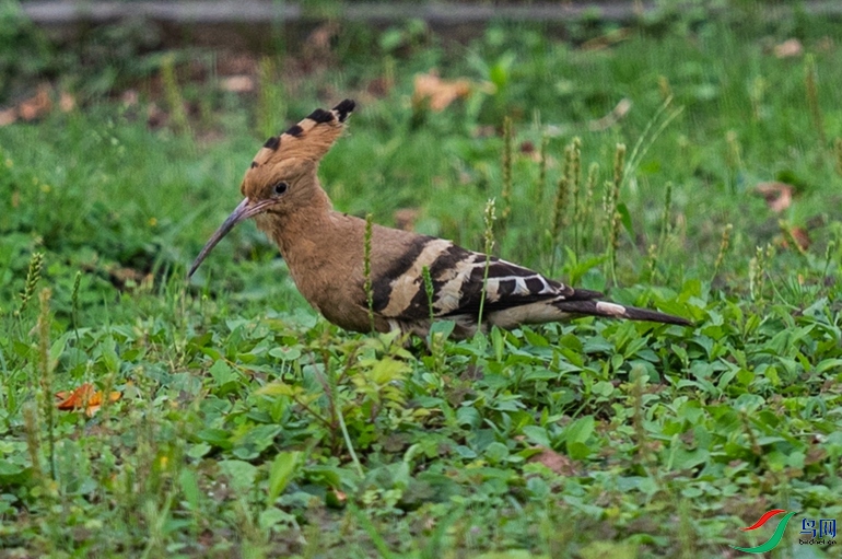 DSC_6878_����.jpg