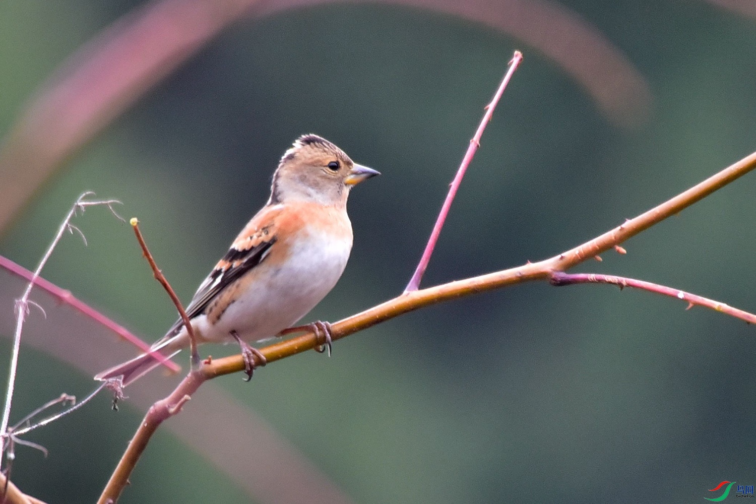 DSC_3061.JPG