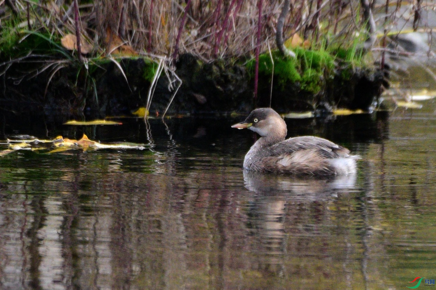 DSC_0177.JPG