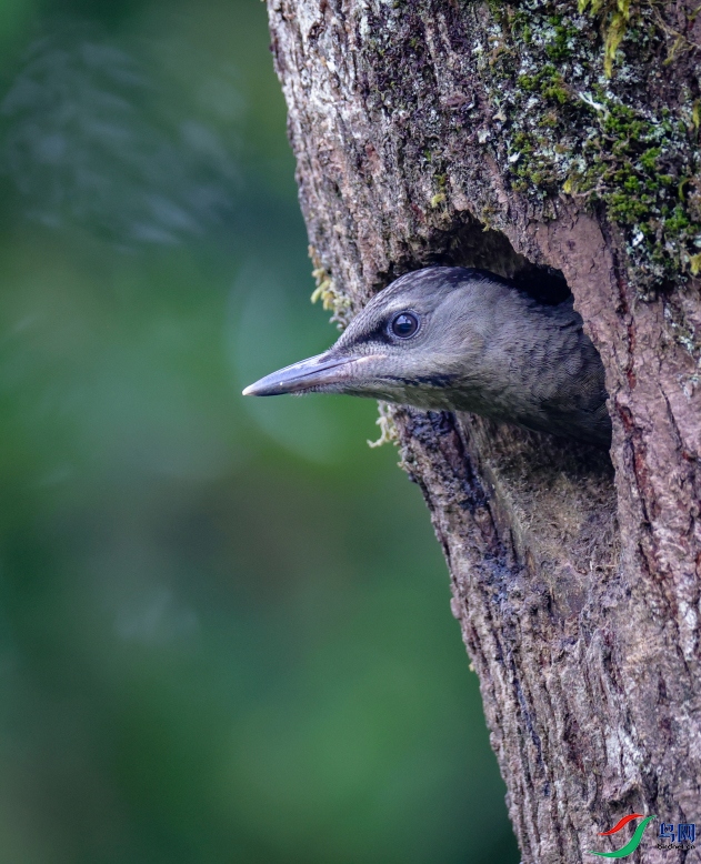 ���ε�����