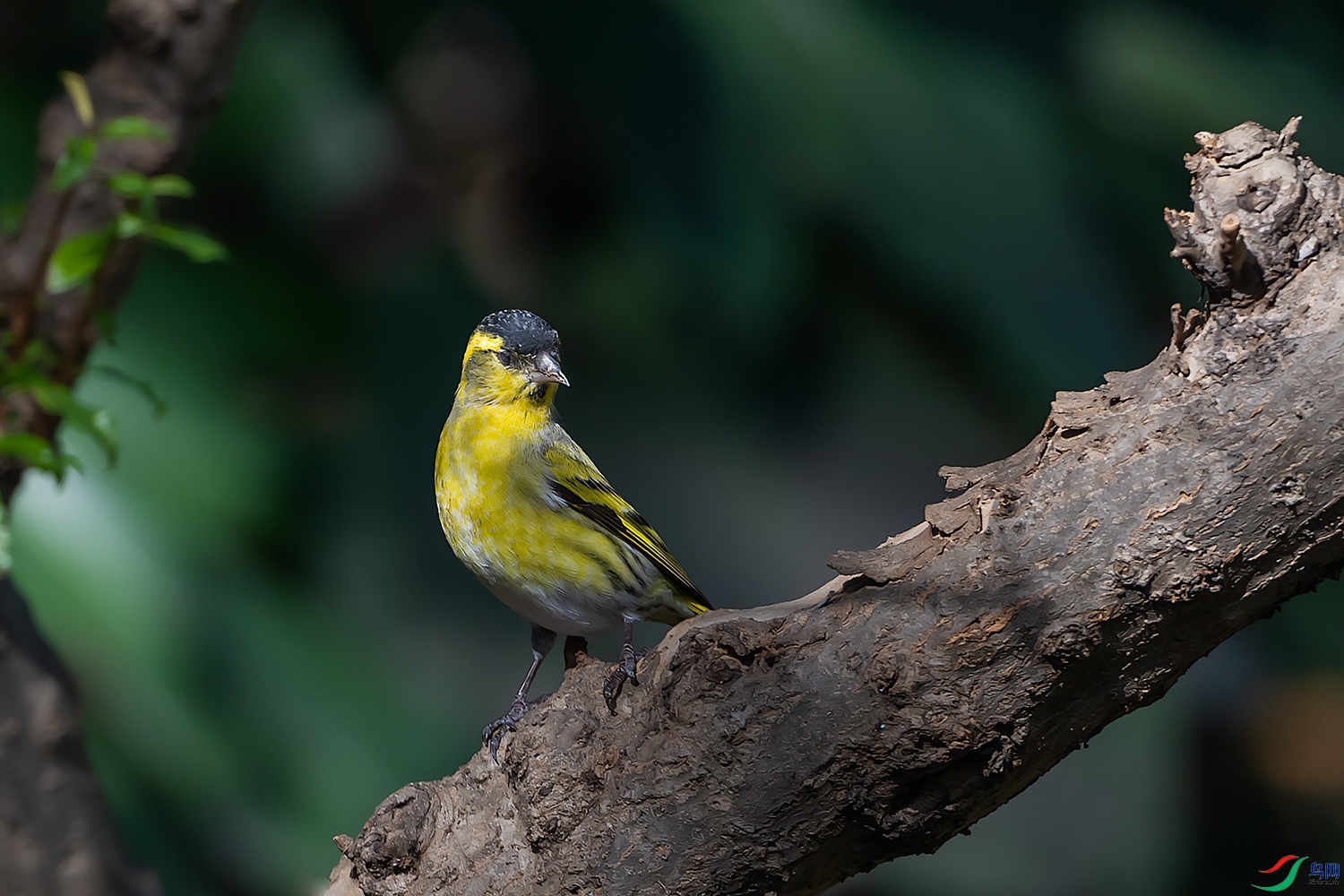 DSC_7370-2.jpg