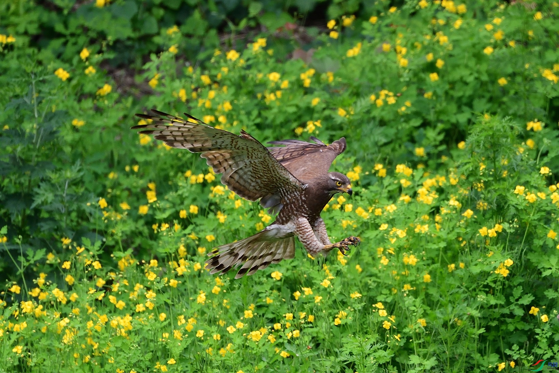 DSC_5289.jpg