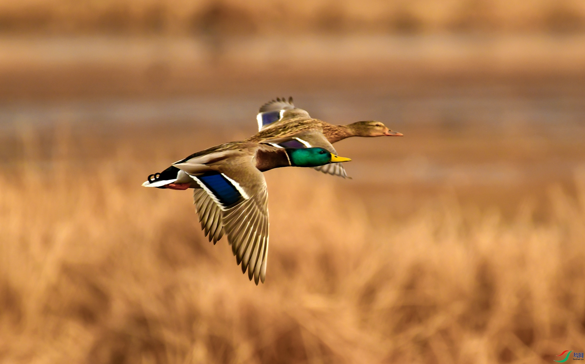 DSC_2049.jpg