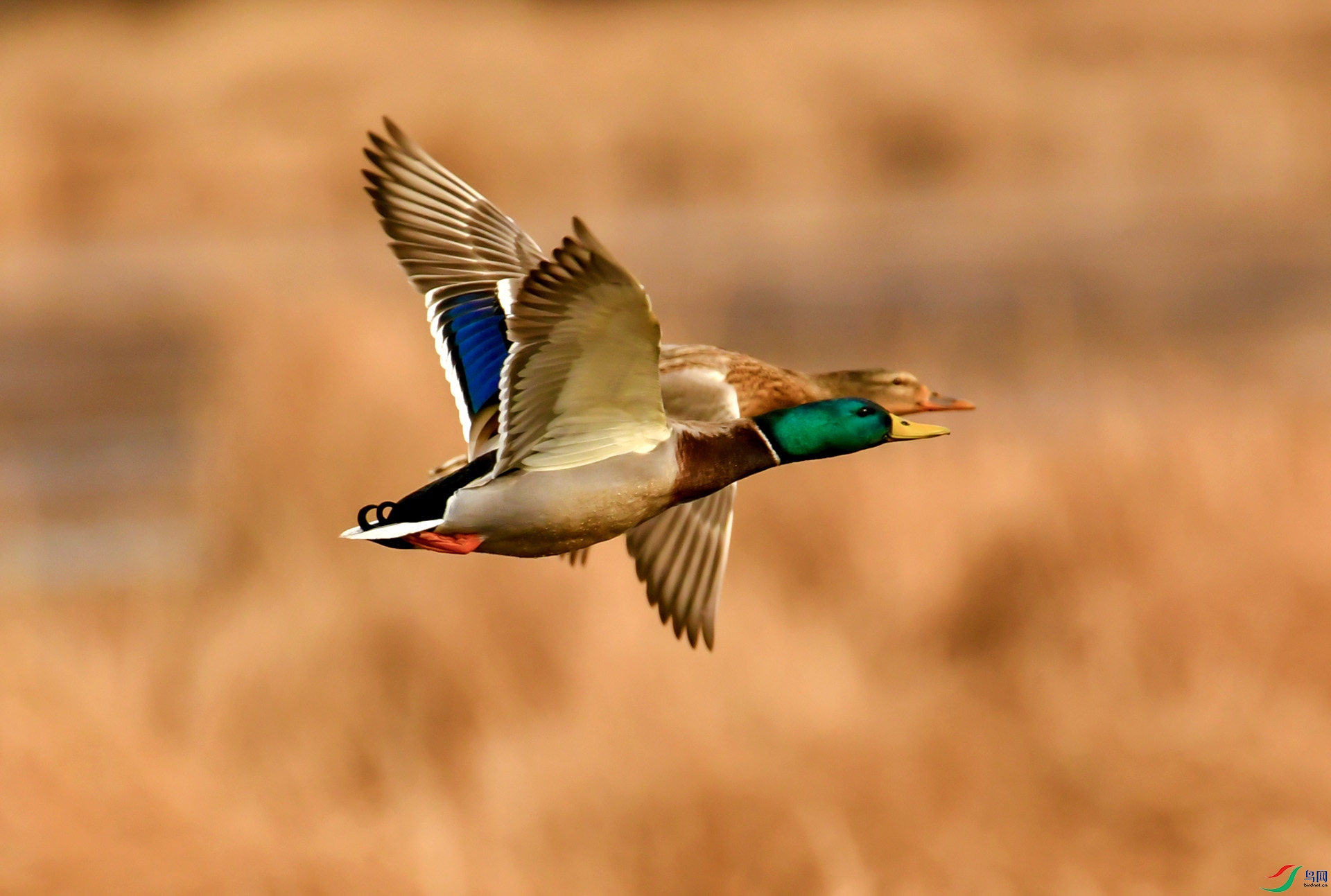 DSC_2051.jpg
