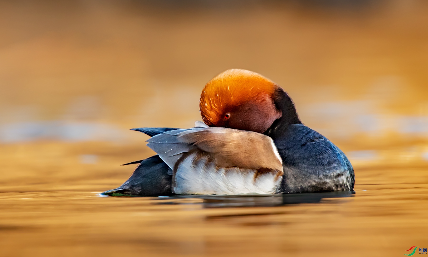 _81I0795-1.jpg