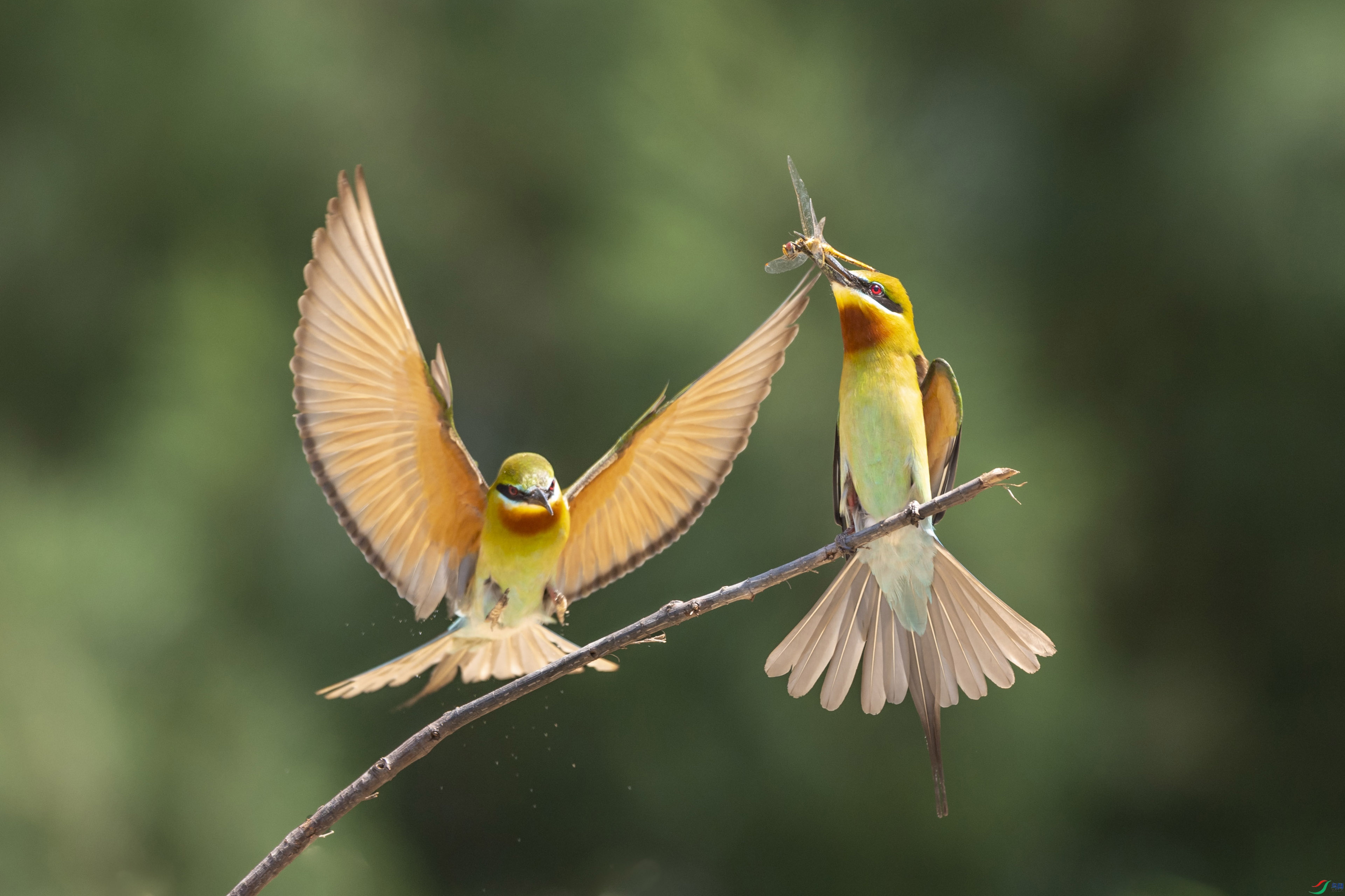 DSC_0065-1.jpg