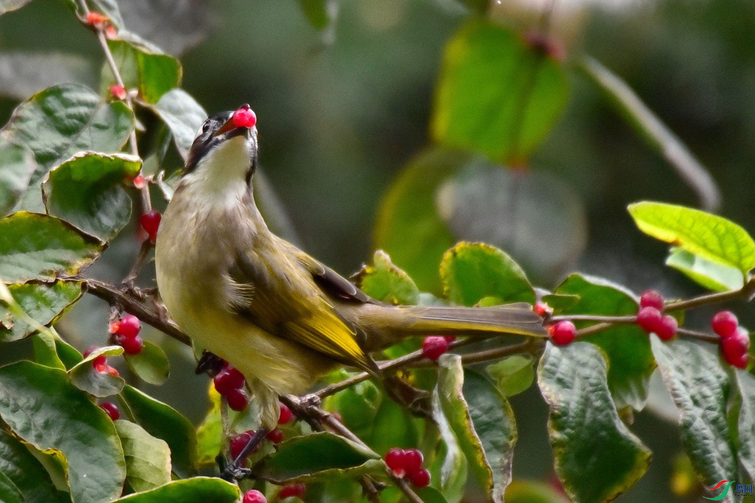 DSC_2919.JPG