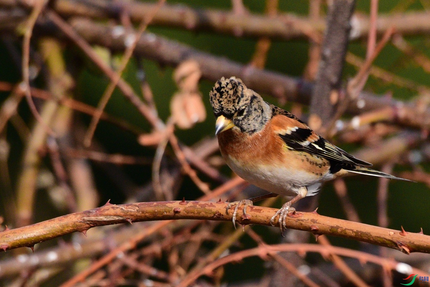 DSC_0425.JPG