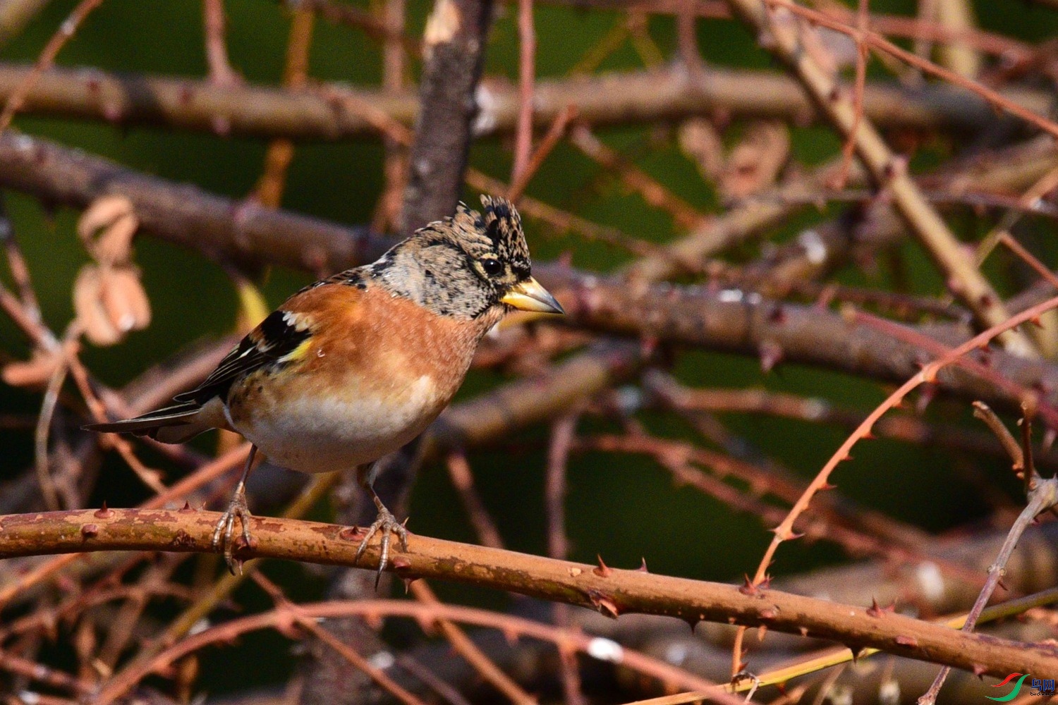 DSC_0427.JPG