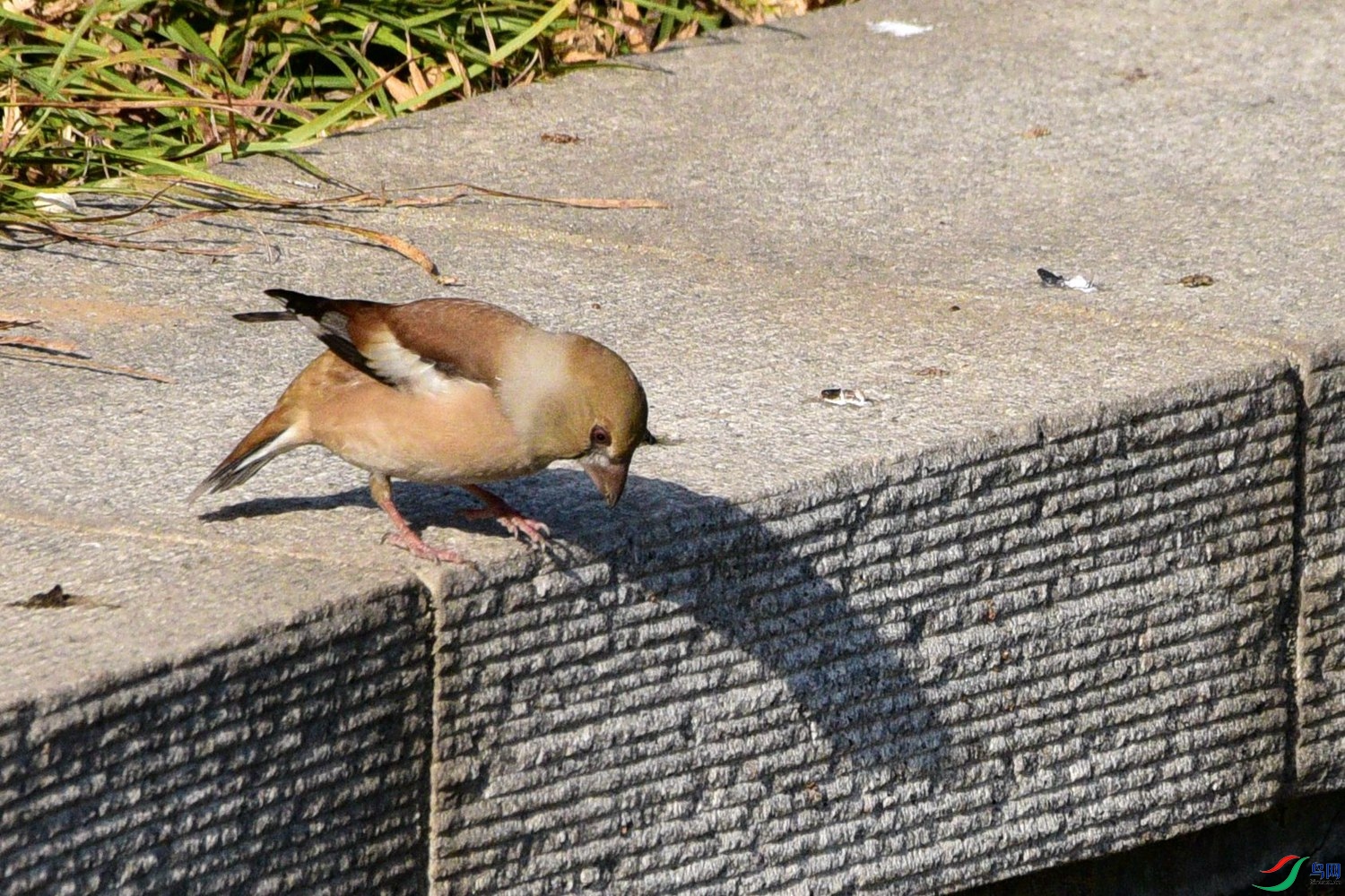 DSC_1906.JPG