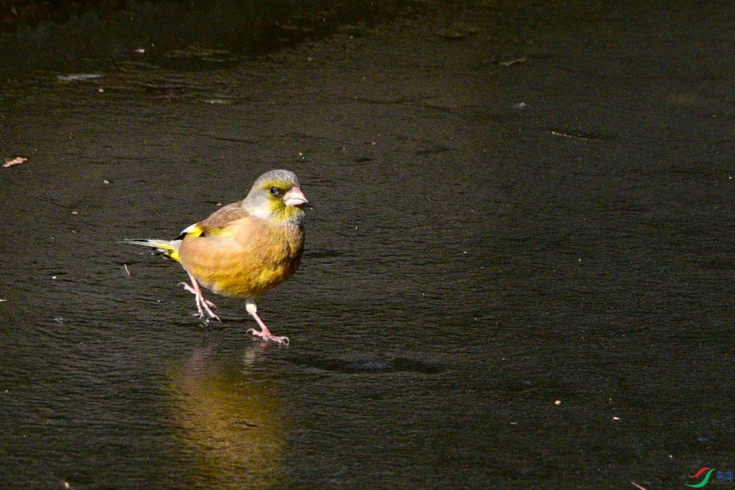 DSC_1951.JPG