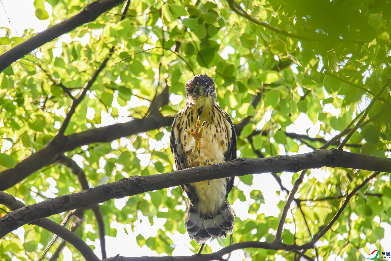 DSC_0111.jpg