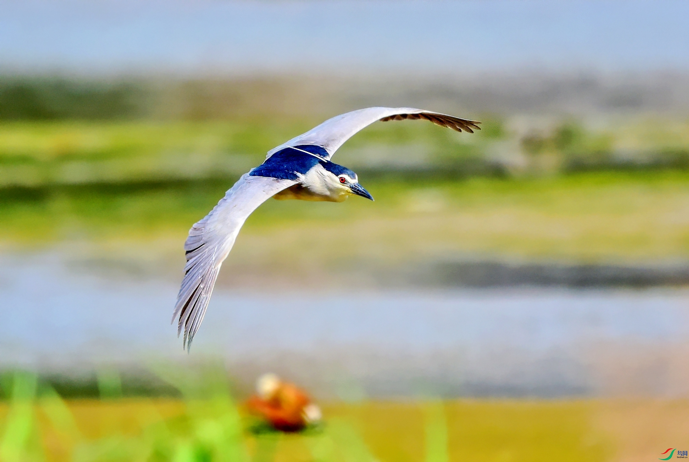 DSC_8004_conew2.jpg
