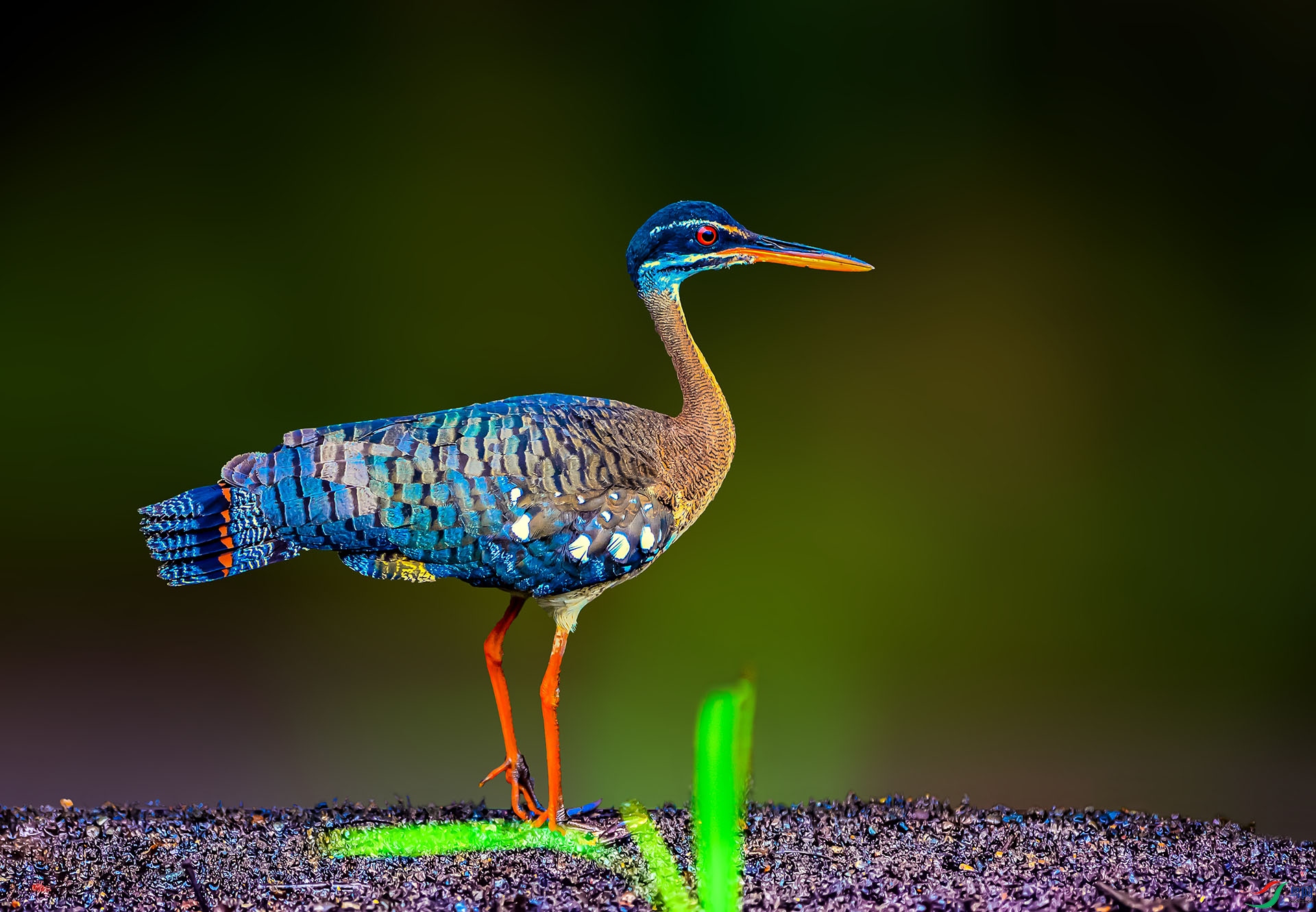 _DSC1358-���Z����СϪ��-1 ����.jpg