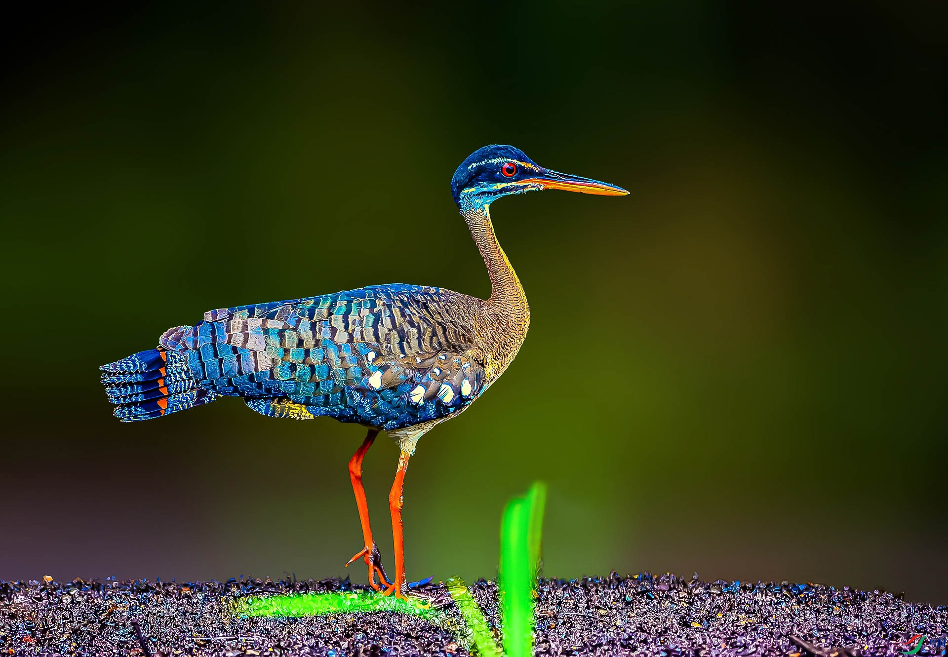 _DSC1358-���Z����СϪ��-1 ����.jpg