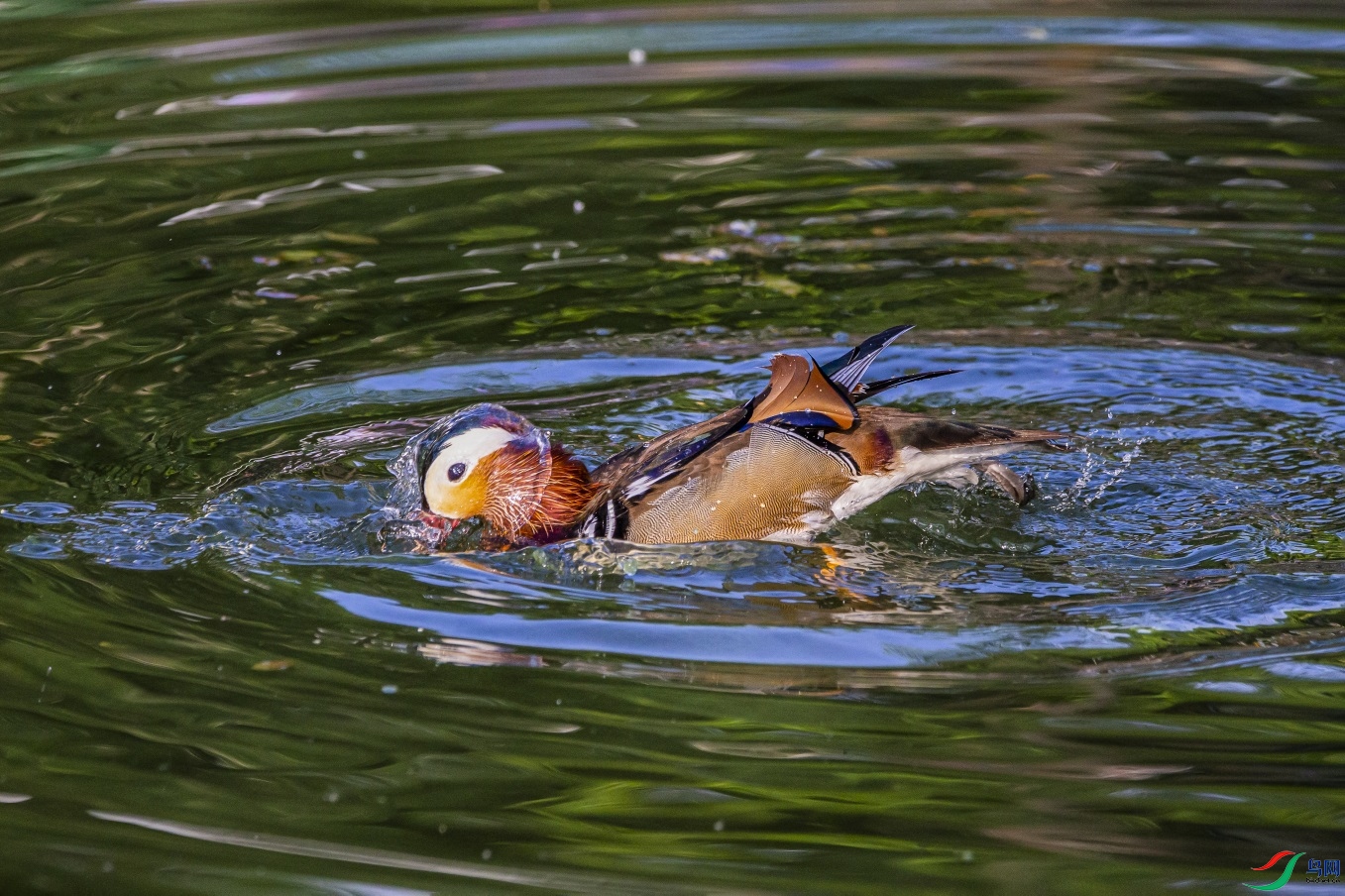 DK7T0074 ����1.jpg