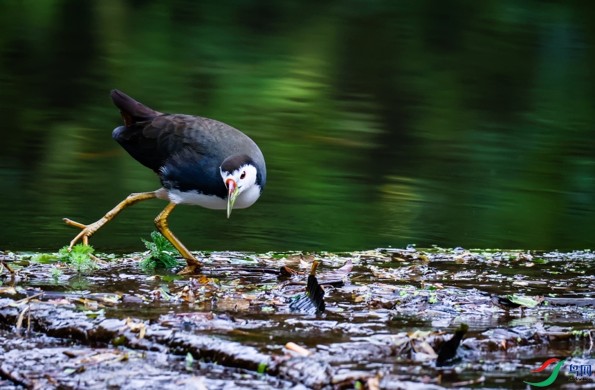 ���ؿ����