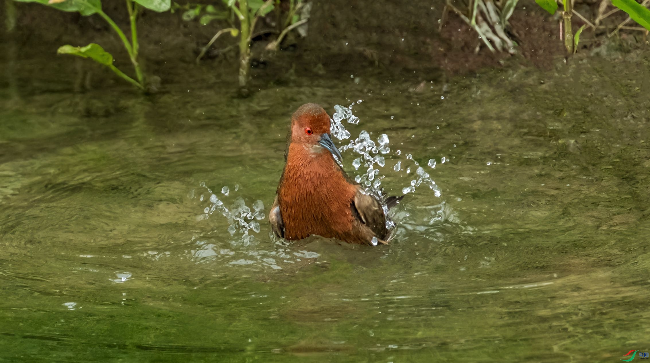 ����������ԡ