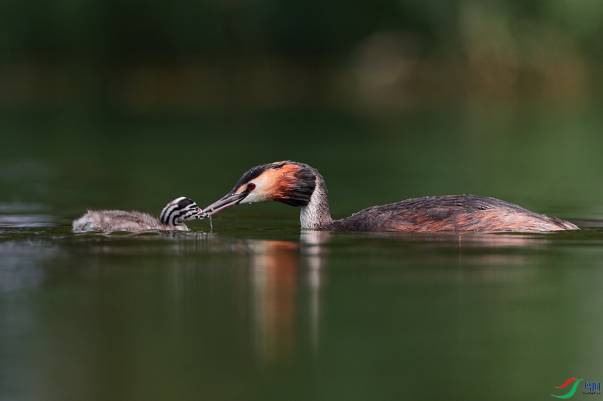 ��������IMG_9003 - ����.JPG