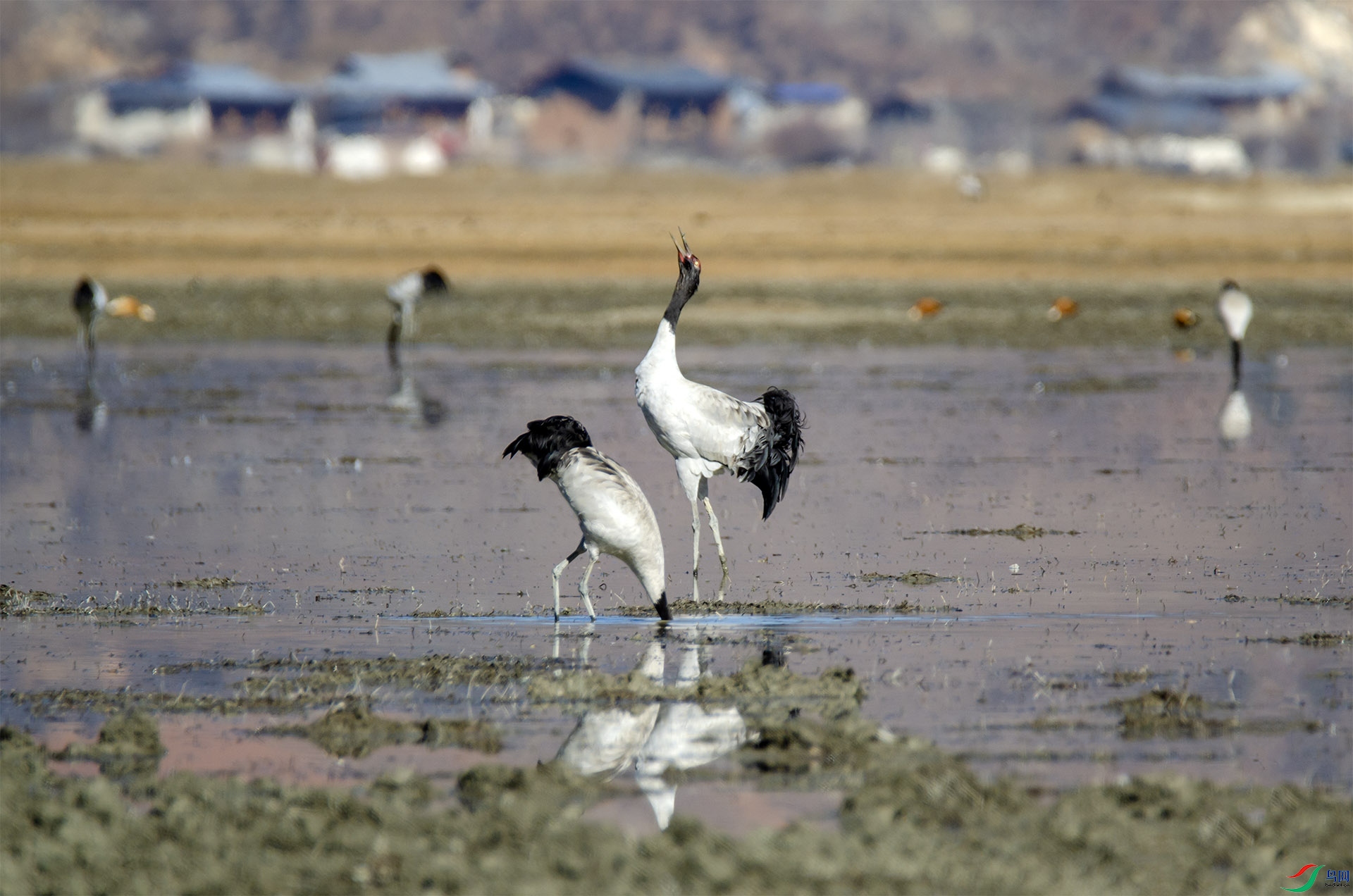DSC_4439.jpg