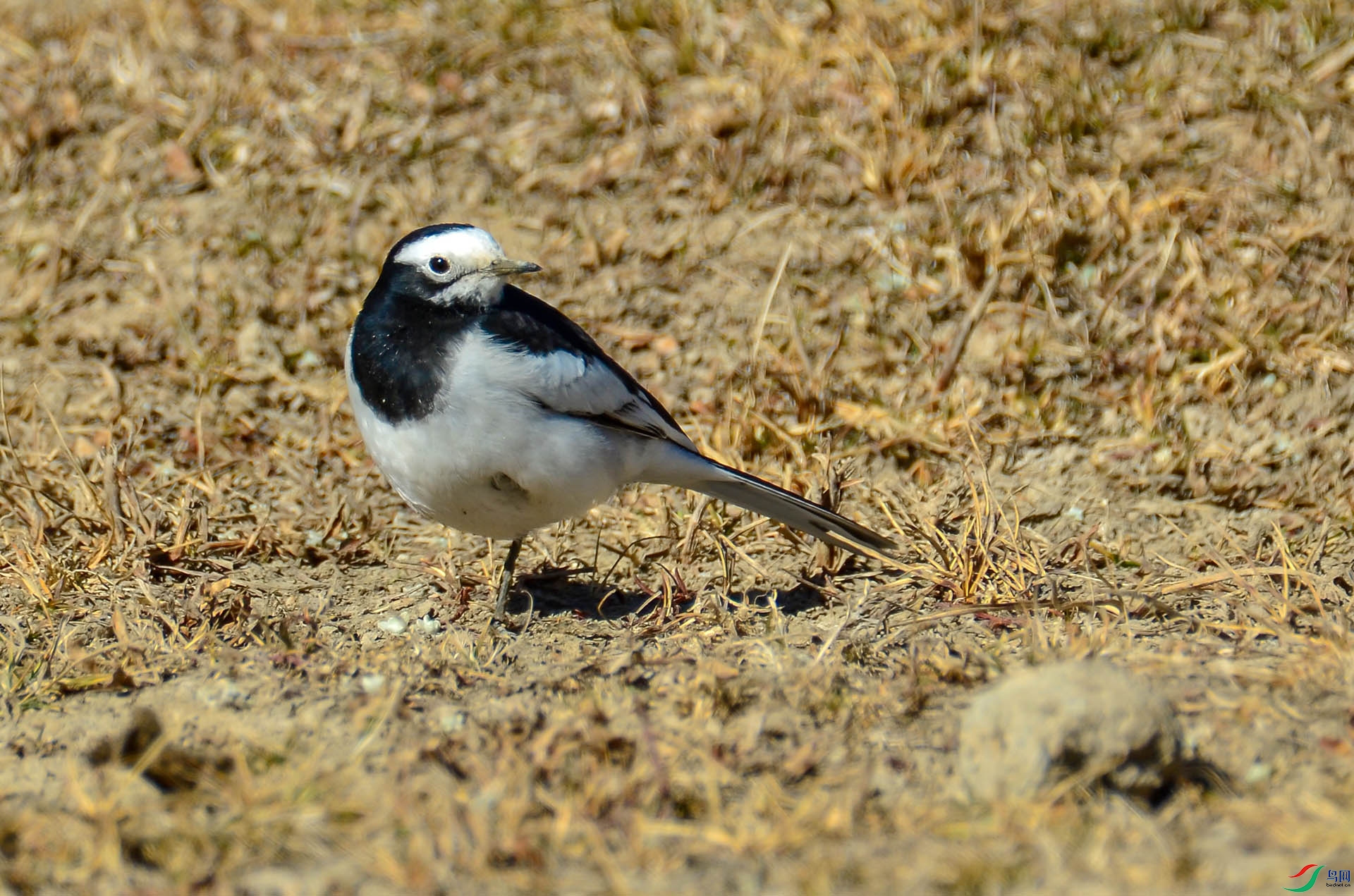DSC_4489.jpg