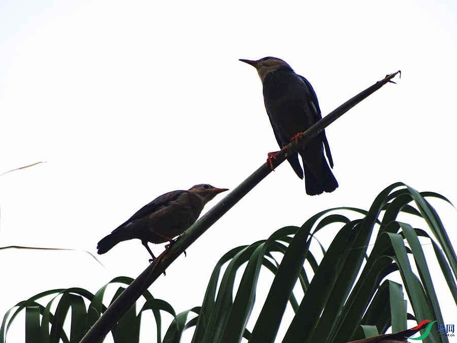 DSC02114.JPG