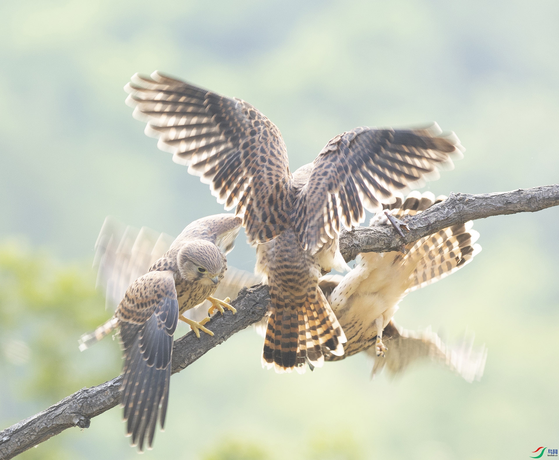 019A5168 ����.jpg