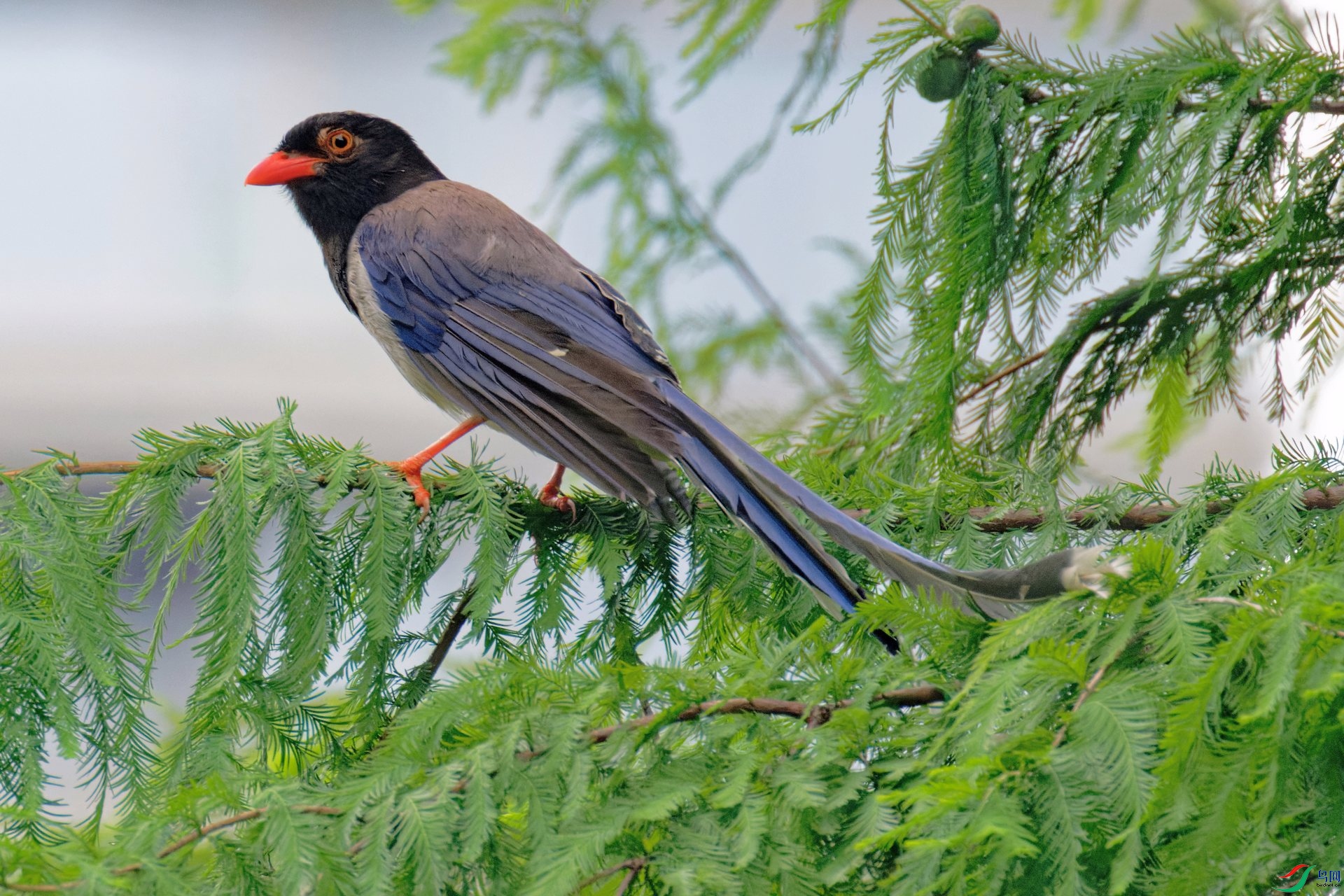 DSC_3059a.jpg
