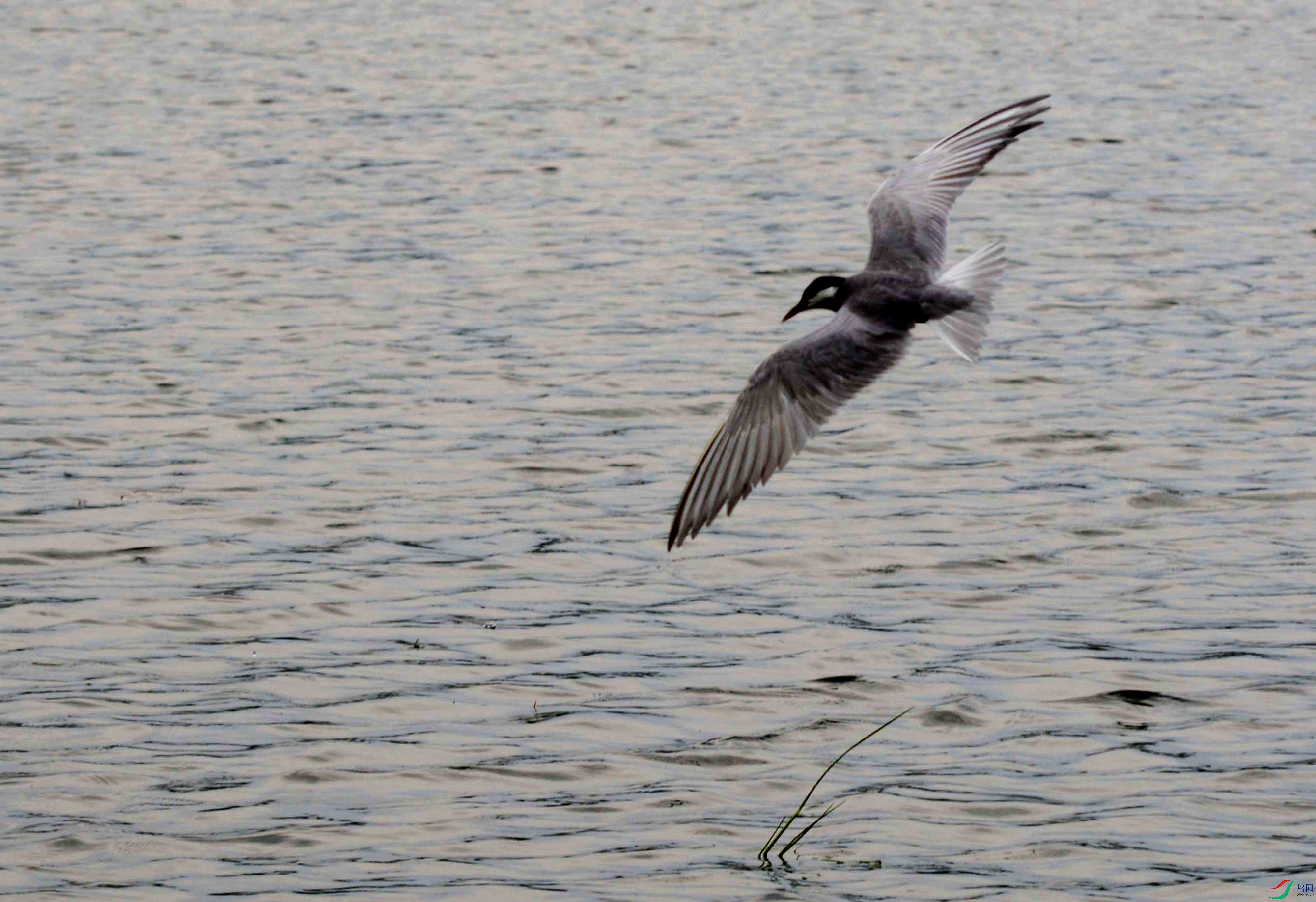 DSC_7092.JPG