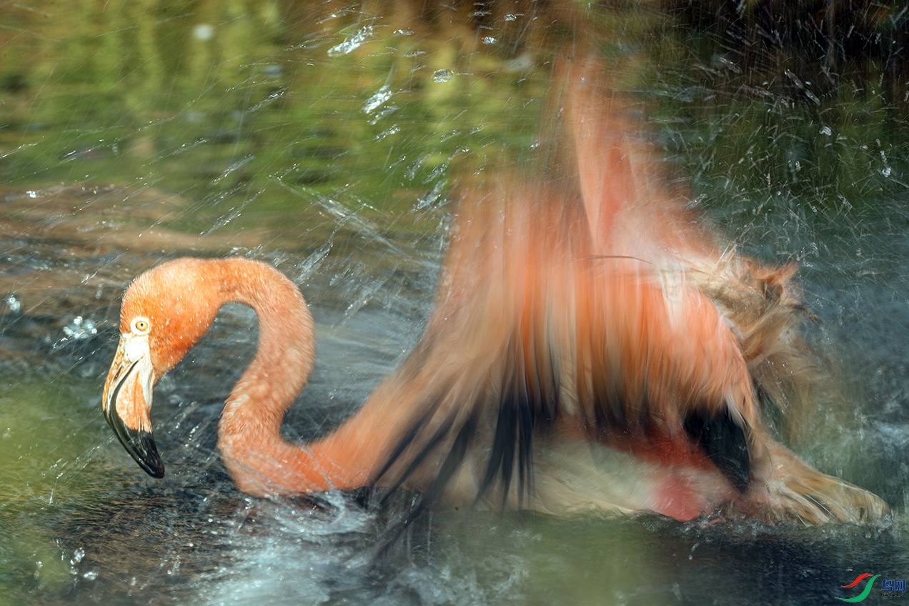 _58I3316  Ϸˮ��С���أ�.jpg