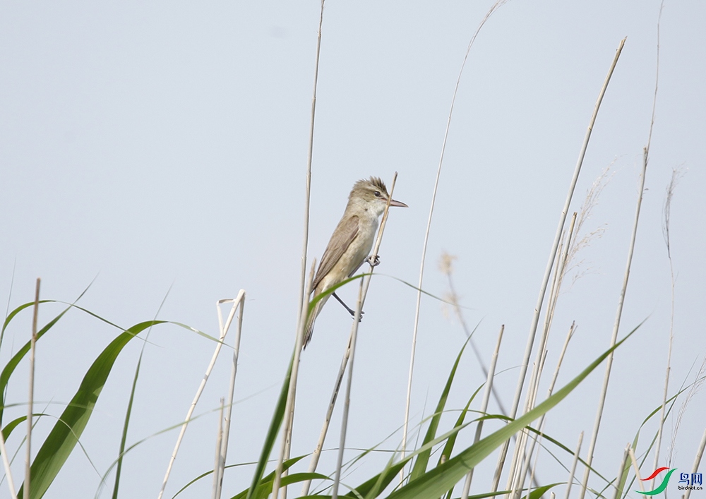 _MG_1135 ����.jpg