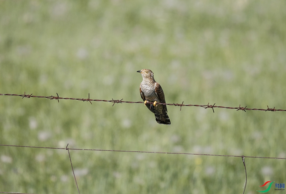 _MG_0890 ����.jpg