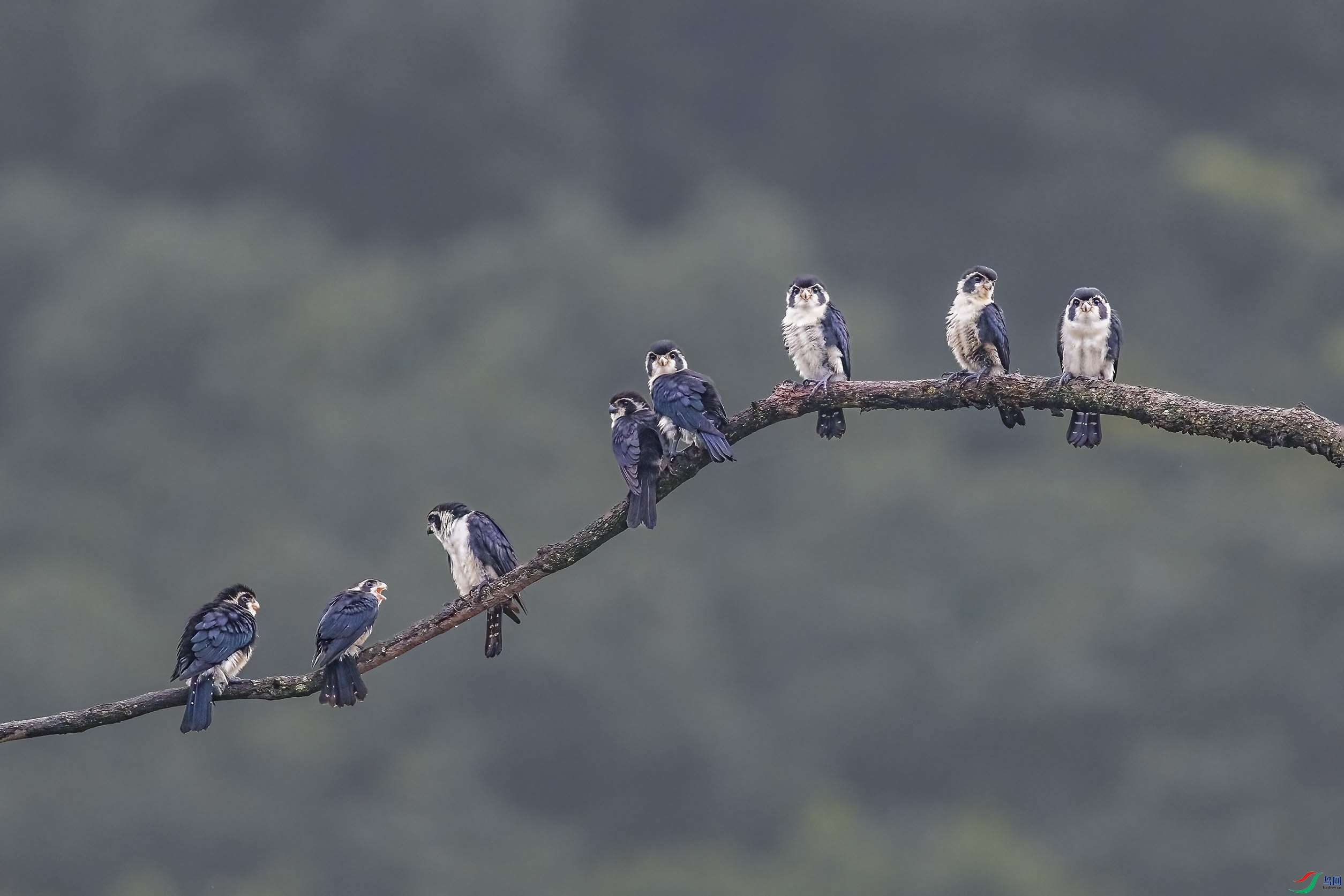 ����С��