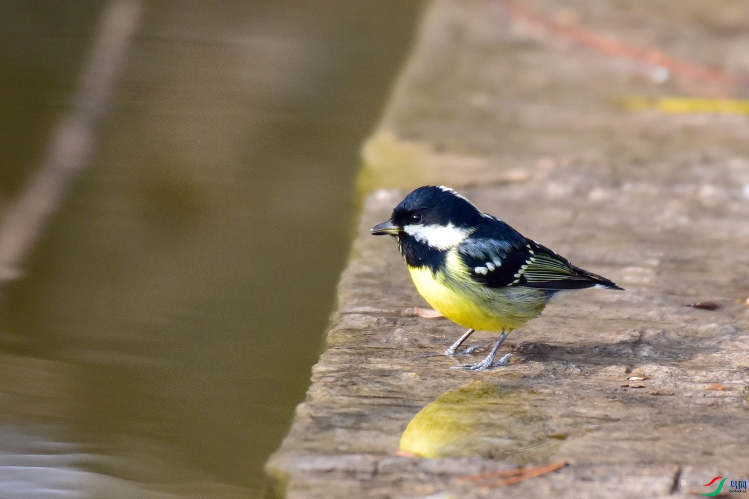 DSC_4981.JPG