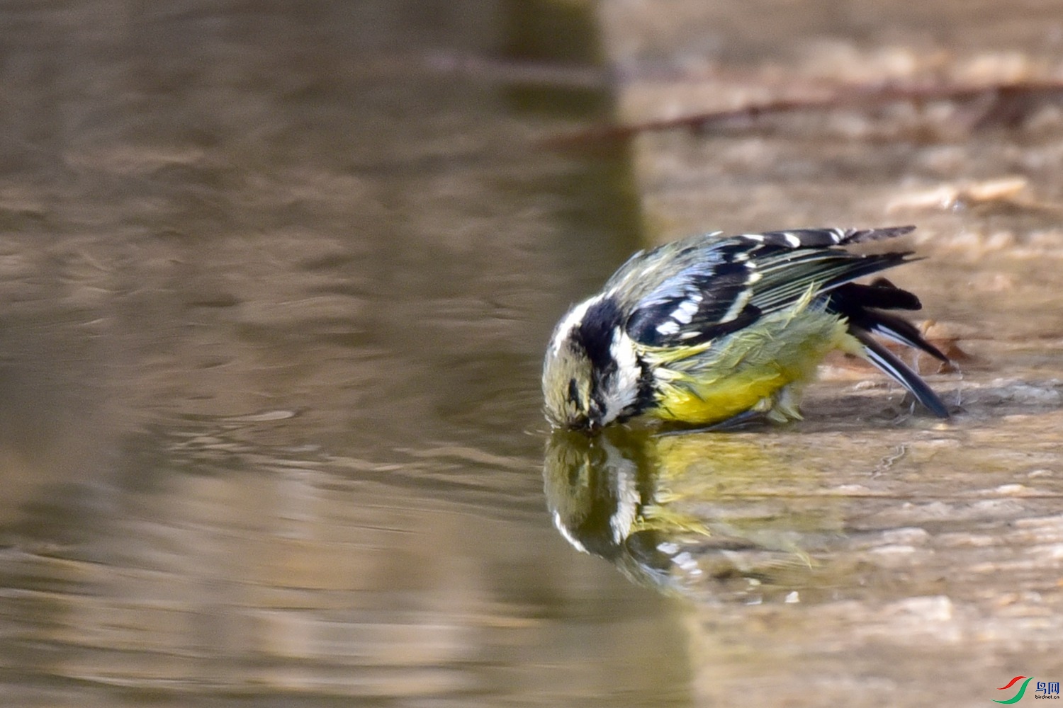 DSC_4952.JPG