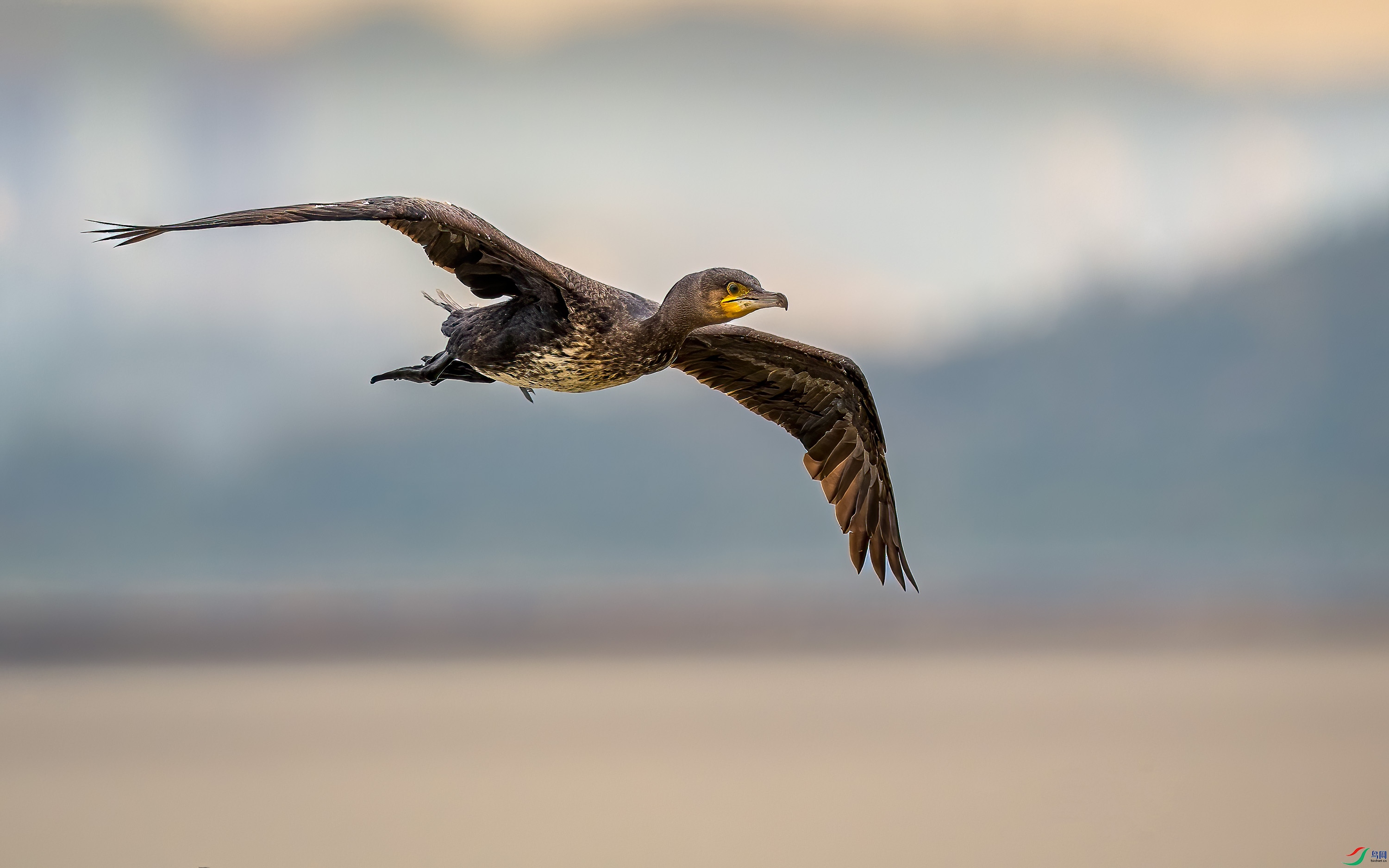 DSC_6294-B-1.jpg