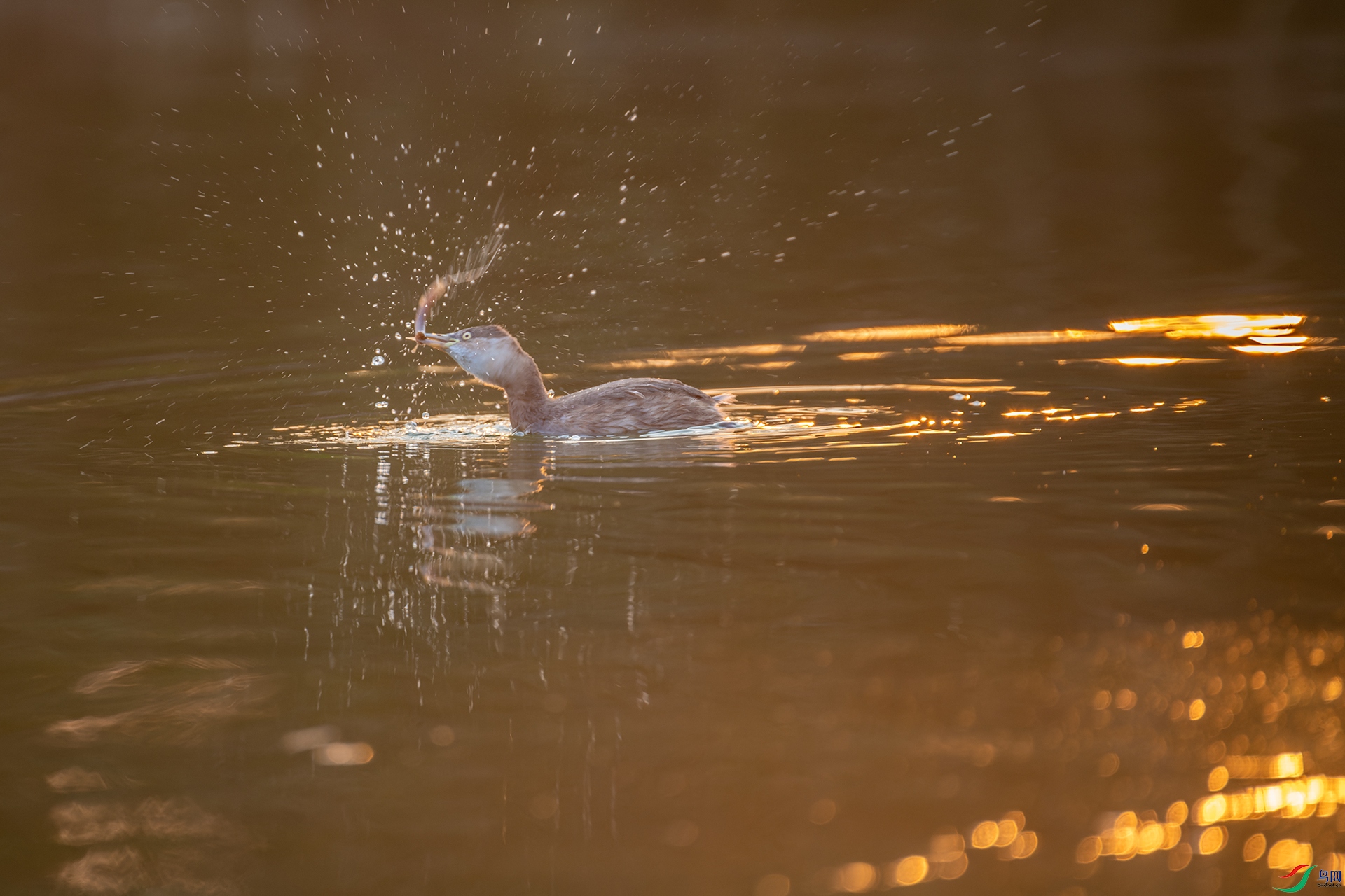 _DSC6784-NEF_DxO_DeepPRIMEС.jpg