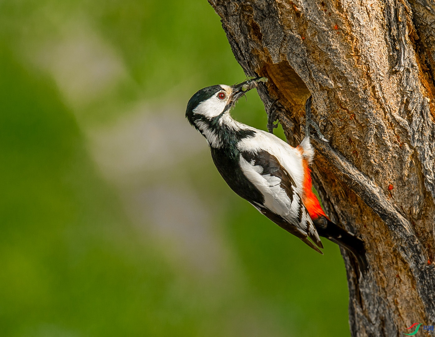 _DSC2095-2.jpg