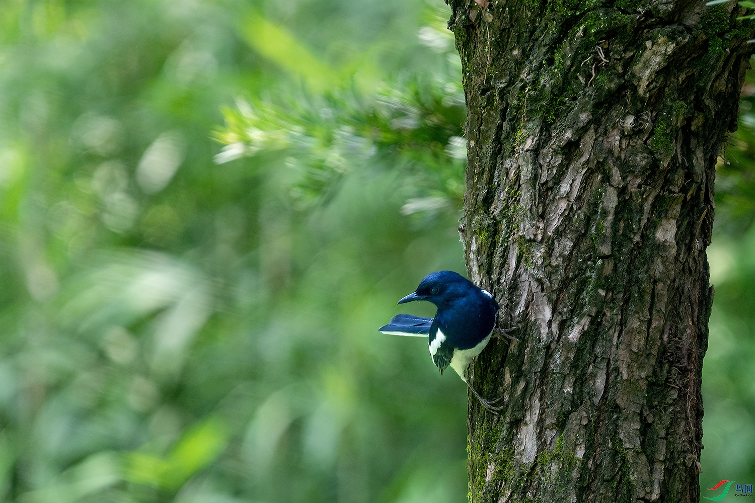 DSC_0968-2.jpg