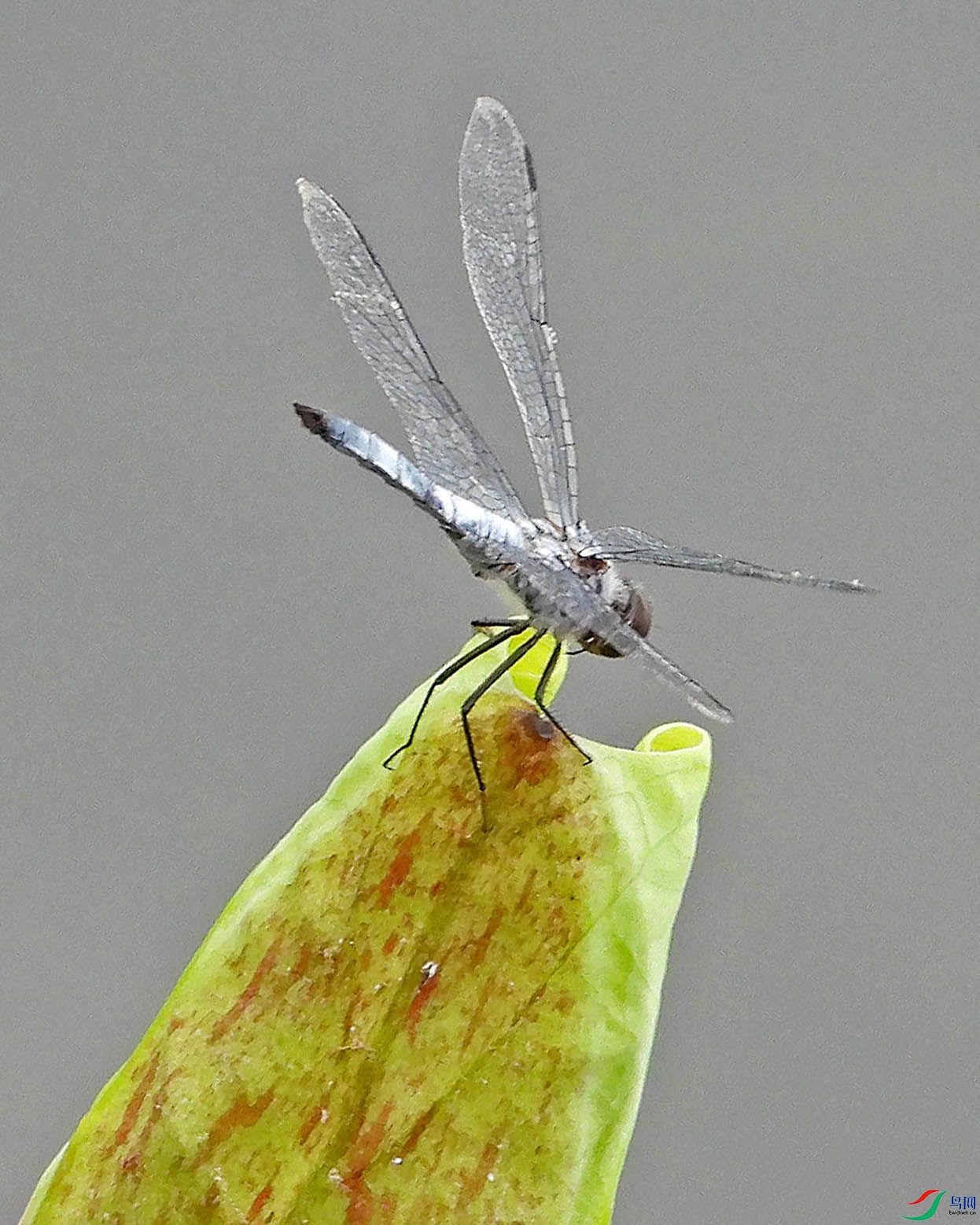 DSCN1419.jpg