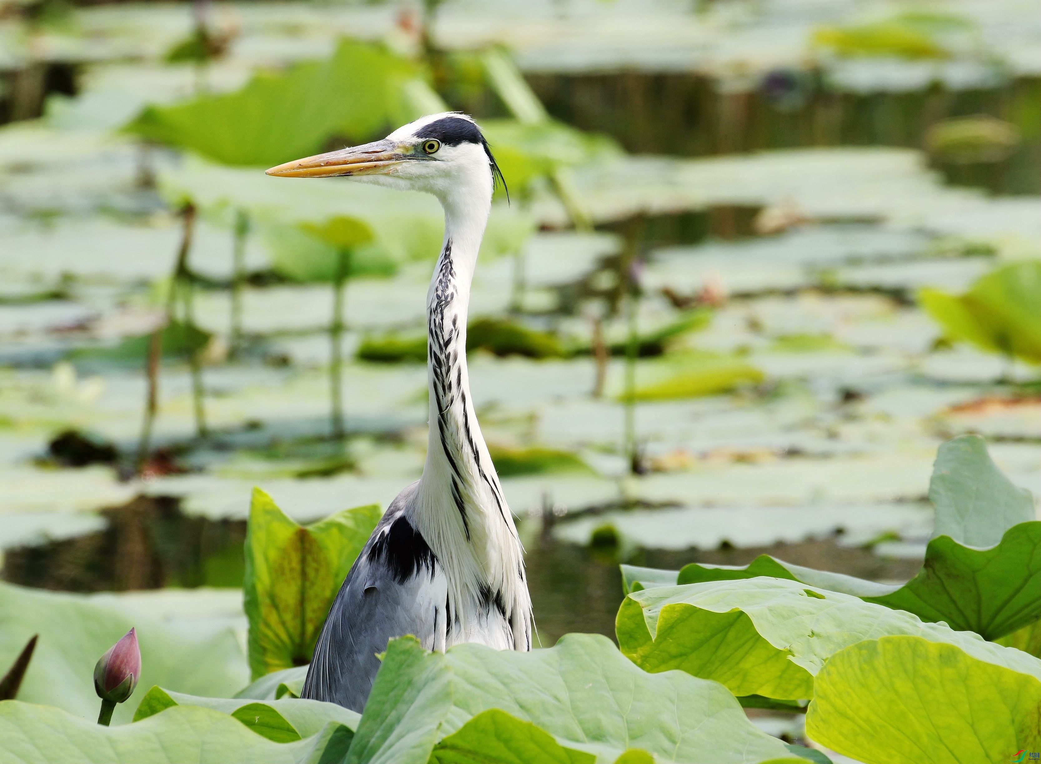 �����еĲ���1U4A7055_����.jpg