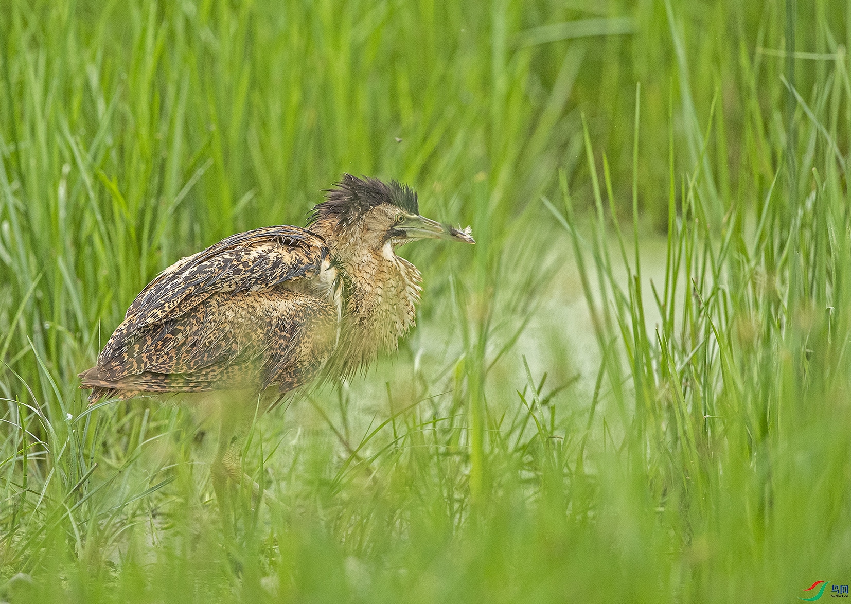DSC_7486s.jpg