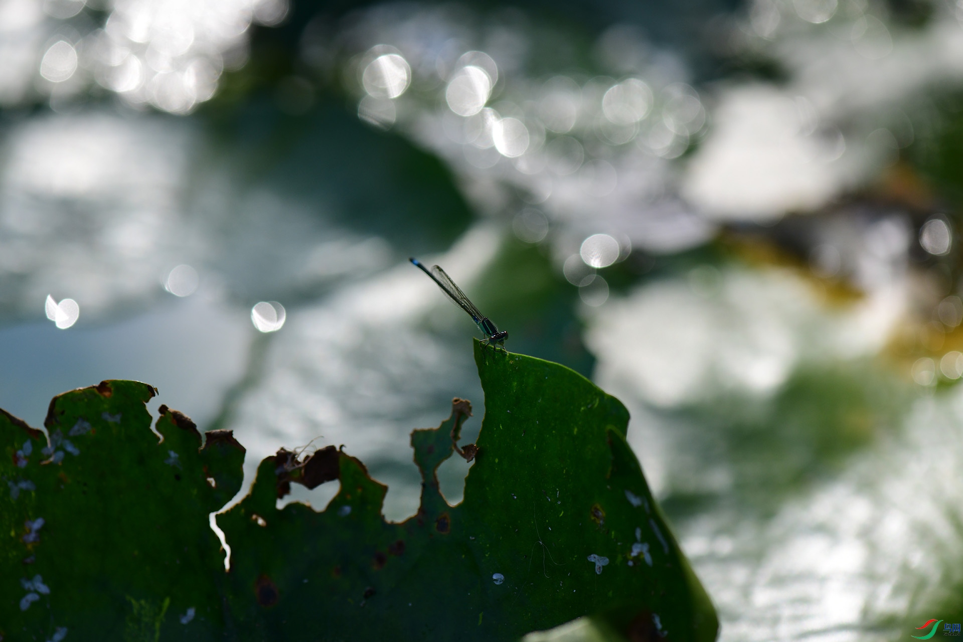 DSC_2027-g.jpg